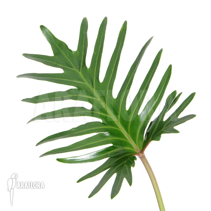 Philodendron Xanadu 5 Philodendron Xanadu - Image 5