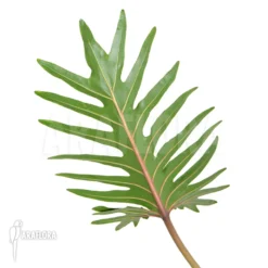 Philodendron Xanadu 9 Philodendron Xanadu -Green Haven Sales Store Philodendron xanadu 4