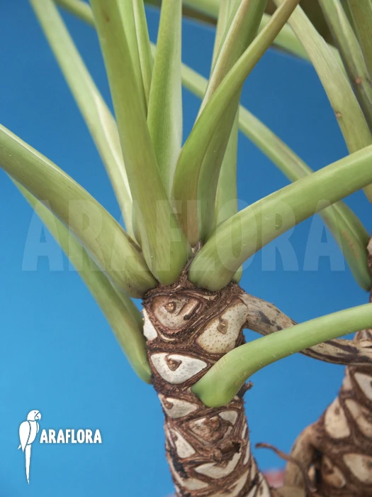 Philodendron Xanadu 2 Philodendron Xanadu - Image 2