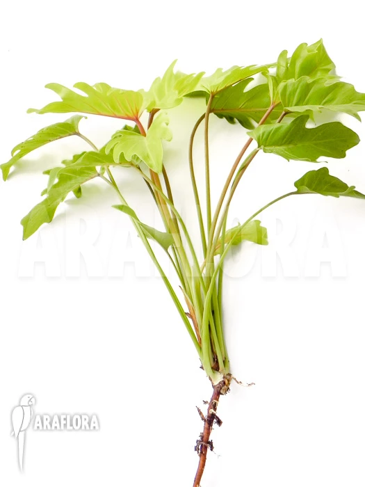 Philodendron Xanadu Gold 2 Philodendron Xanadu Gold - Image 2