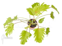 Philodendron Xanadu Gold 5 Philodendron Xanadu Gold -Green Haven Sales Store Philodendron xanadu Gold 3