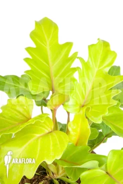 Philodendron Xanadu Gold “L”