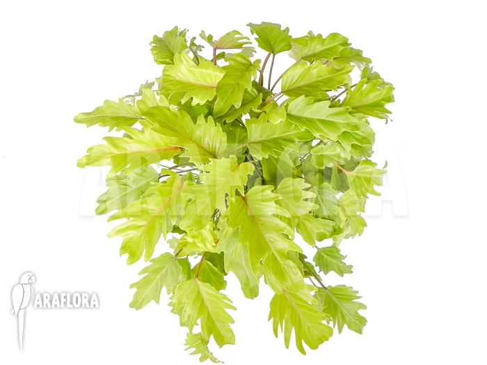 Philodendron Xanadu Gold “XL” 1 Philodendron Xanadu Gold “XL”