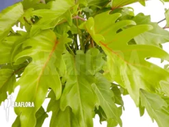 Philodendron Xanadu Gold “XL” 5 Philodendron Xanadu Gold “XL” -Green Haven Sales Store Philodendron xanadu Gold XL 3