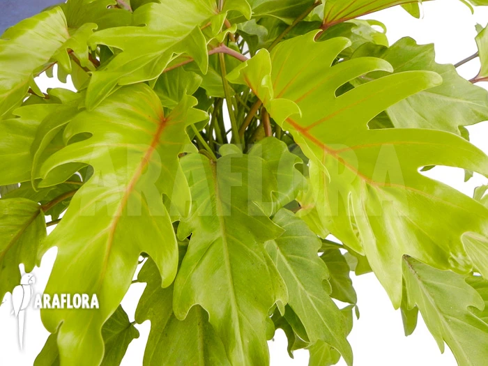 Philodendron Xanadu Gold “XL” 3 Philodendron Xanadu Gold “XL” - Image 3