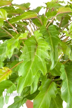 Philodendron Xanadu Lemon “XXL”