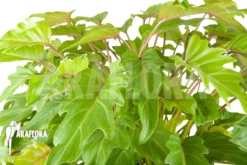 Philodendron Xanadu Lemon “XXL” -Green Haven Sales Store Philodendron xanadu Lemon XXL 3