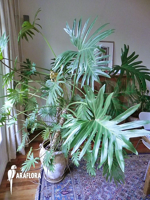 Philodendron Xanadu 3 Philodendron Xanadu - Image 3