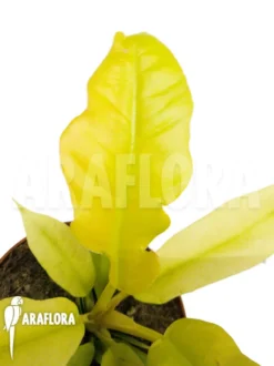 Philodendron 'Yellow Saw'