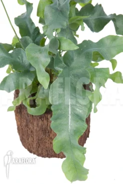 Blue Star Fern 'Phlebodium Aureum 'Big''