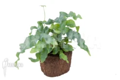 Blue Star Fern 'Phlebodium Aureum 'Big'' 7 Blue Star Fern 'Phlebodium Aureum 'Big'' -Green Haven Sales Store Phlebodium aureum Big 2