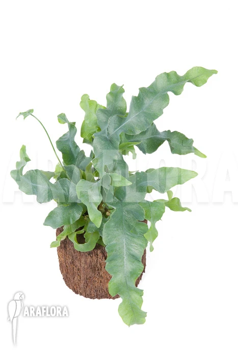 Blue Star Fern 'Phlebodium Aureum 'Big'' 2 Blue Star Fern 'Phlebodium Aureum 'Big'' - Image 2