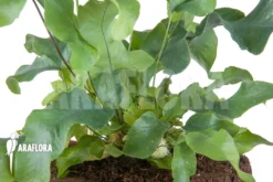 Blue Star Fern 'Phlebodium Aureum 'Big'' 8 Blue Star Fern 'Phlebodium Aureum 'Big'' -Green Haven Sales Store Phlebodium aureum Big 5