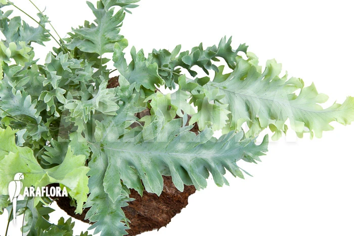 Blue Star Fern 'Phlebodium Aureum Davana' 1 Blue Star Fern 'Phlebodium Aureum Davana'