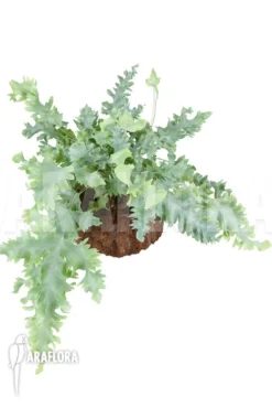 Blue Star Fern 'Phlebodium Aureum Davana' 9 Blue Star Fern 'Phlebodium Aureum Davana' -Green Haven Sales Store Phlebodium aureum davana 2