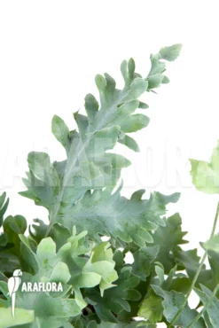 Blue Star Fern 'Phlebodium Aureum Davana' 8 Blue Star Fern 'Phlebodium Aureum Davana' -Green Haven Sales Store Phlebodium aureum davana 3