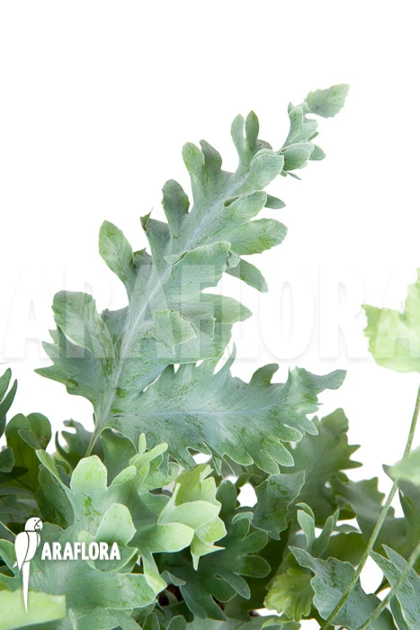 Blue Star Fern 'Phlebodium Aureum Davana' 4 Blue Star Fern 'Phlebodium Aureum Davana' - Image 4