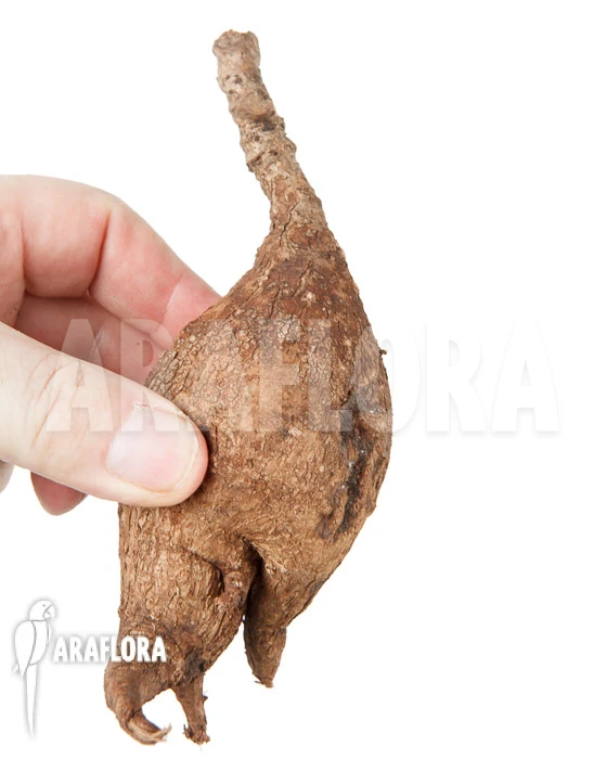 Phyllanthus Mirabilis S 1 Phyllanthus Mirabilis S