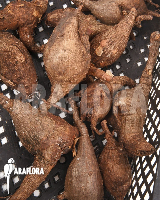 Phyllanthus Mirabilis S 2 Phyllanthus Mirabilis S - Image 2