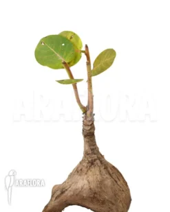 Phyllanthus Mirabilis S 8 Phyllanthus Mirabilis S -Green Haven Sales Store Phyllanthus mirabilis S 4