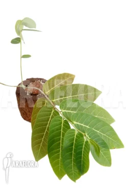 Phyllanthus Mirabilis S 9 Phyllanthus Mirabilis S -Green Haven Sales Store Phyllanthus mirabilis S 7