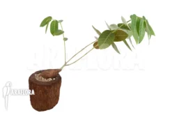 Phyllanthus Mirabilis S 10 Phyllanthus Mirabilis S -Green Haven Sales Store Phyllanthus mirabilis S 8