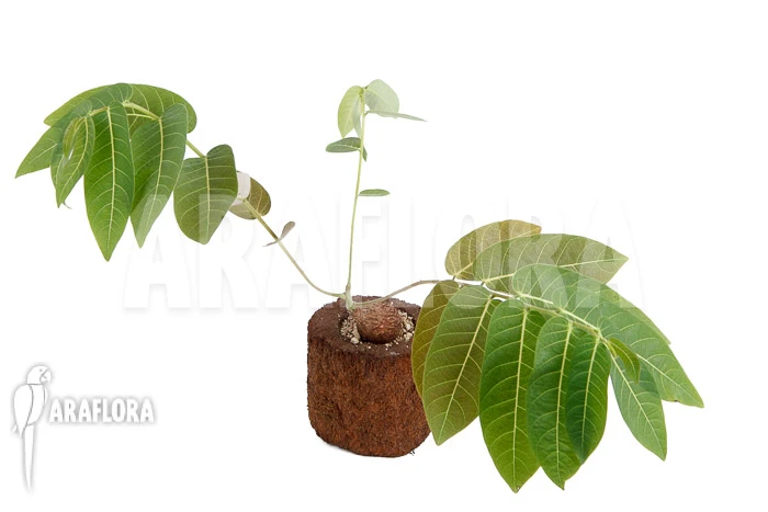 Phyllanthus Mirabilis S 6 Phyllanthus Mirabilis S - Image 6