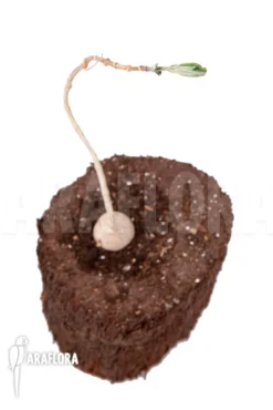 Phyllanthus Mirabilis 'Starter'