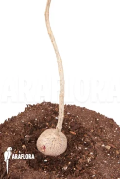 Phyllanthus Mirabilis 'Starter' -Green Haven Sales Store Phyllanthus mirabilis Starter 3