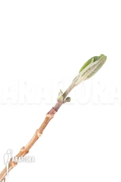 Phyllanthus Mirabilis 'Starter' -Green Haven Sales Store Phyllanthus mirabilis Starter 4