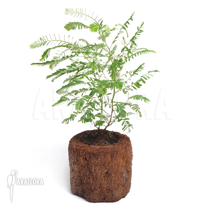 Phyllanthus Urinaria 1 Phyllanthus Urinaria