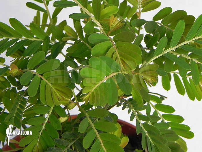 Phyllanthus Urinaria 4 Phyllanthus Urinaria - Image 4