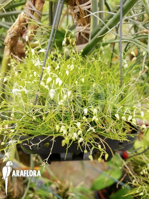 Orchid 'Phymatidium Tillandsioides' 2 Orchid 'Phymatidium Tillandsioides' - Image 2