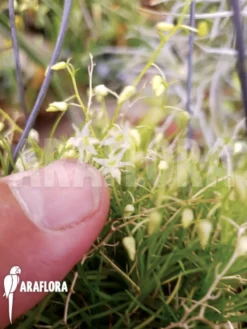 Orchid 'Phymatidium Tillandsioides' 8 Orchid 'Phymatidium Tillandsioides' -Green Haven Sales Store Phymatidium tillandsioides 3