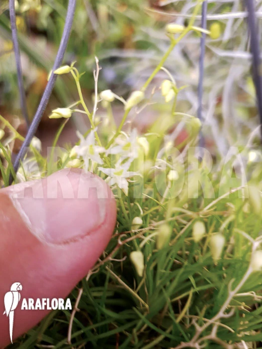 Orchid 'Phymatidium Tillandsioides' 3 Orchid 'Phymatidium Tillandsioides' - Image 3