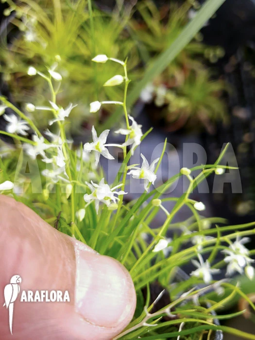 Orchid 'Phymatidium Tillandsioides' 4 Orchid 'Phymatidium Tillandsioides' - Image 4