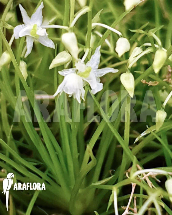 Orchid 'Phymatidium Tillandsioides' 5 Orchid 'Phymatidium Tillandsioides' - Image 5