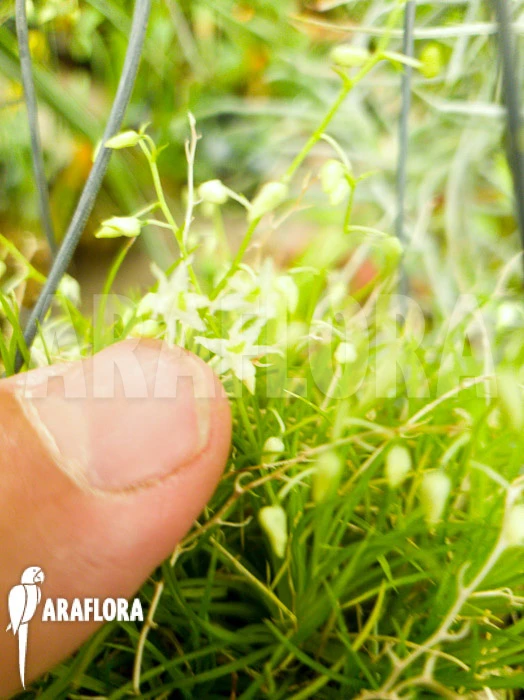 Orchid 'Phymatidium Tillandsioides' 6 Orchid 'Phymatidium Tillandsioides' - Image 6