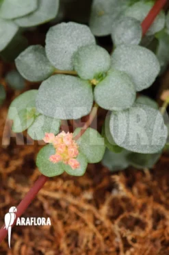Pilea Glauca 'M' -Green Haven Sales Store Pilea glauca M 3