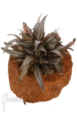 Pilea Hitchcockii 'L' -Green Haven Sales Store Pilea hitchcockii L 2