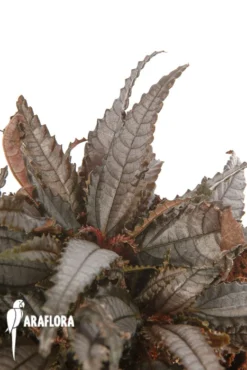 Pilea Hitchcockii 'L' -Green Haven Sales Store Pilea hitchcockii L 4