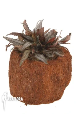 Pilea Hitchcockii 'L' -Green Haven Sales Store Pilea hitchcockii L 5