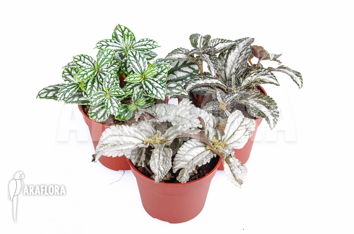 Pilea Package 3 1 Pilea Package 3