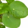 Pilea Peperomioides