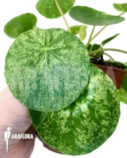 Pilea Peperomioides Var.