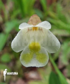 Butterworth ´Pinguicula Alpina'