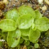 Butterworth 'Pinguicula Chilensis'