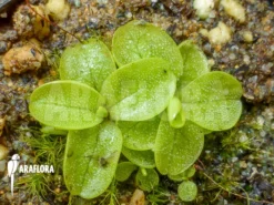 Butterworth 'Pinguicula Chilensis'