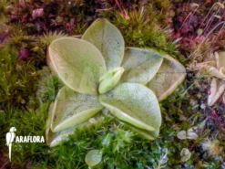 Butterworth 'Pinguicula Chilensis' -Green Haven Sales Store Pinguicula chilensis 3
