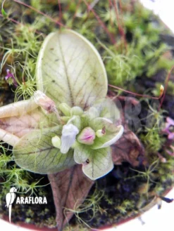 Butterworth 'Pinguicula Chilensis' -Green Haven Sales Store Pinguicula chilensis 4